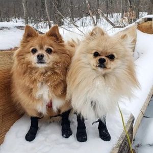 Walkee Paws Black Small Dog Leggings Shoes Boots